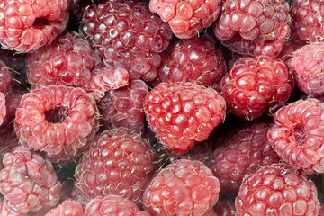 Many berries of red ripe raspberries close up