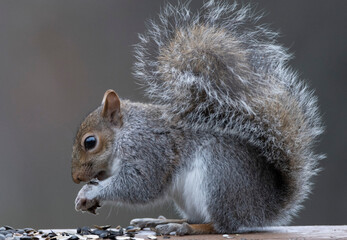 Squirrel on the deck with bird seeds