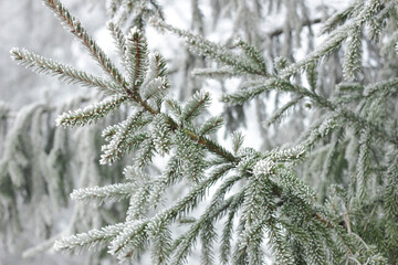Fir tree branch with cones hoarfrosted with rime in the forest nature background texture, closeup, copy space, winter holidays: christmas and new year concept