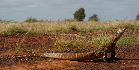 Foto op Plexiglas lizard on the ground © Johannes