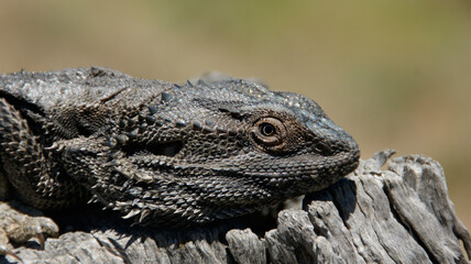bearded dragon lizard