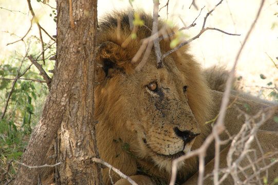 African lion male