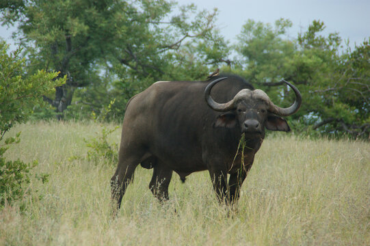 african buffalo in the grass