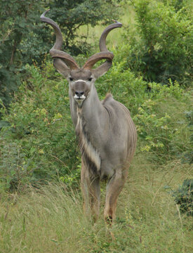 Kudu in the forrest of South Africa