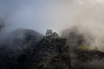 Trees on mountaintop in the fog