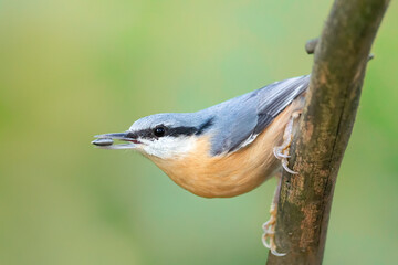 Eurasian nuthatch (Sitta europaea) feeding on sunflower seeds in autumn.