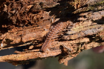 Flat-backed millipede (Polydesmus angustus) on wood of a dead tree