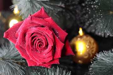 Red rose on the background of the Christmas tree. New year's background.