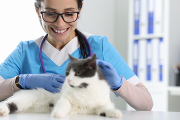 Veterinarian at the reception examines the cat. Pet medical care concept