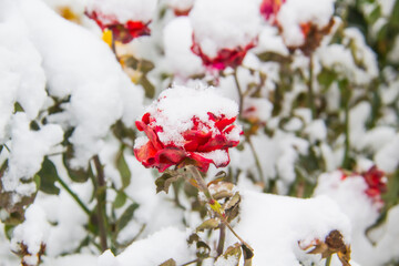 A Flower under snow. Red rose under snow against leaves and snow background