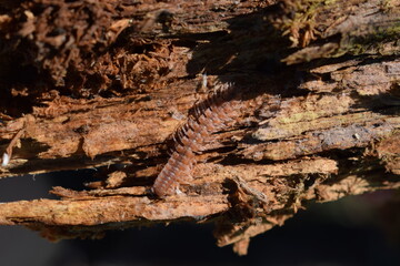 Flat-backed millipede (Polydesmus angustus) on wood of a dead tree