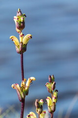 The Moor-king (Pedicularis sceptrum-carolinum)