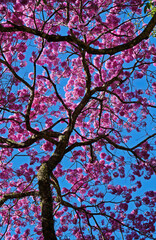 Pink ipe or pink trumpet tree, (Handroanthus impetiginosus), Rio de Janeiro, Brazil