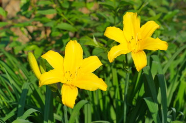 Yellow daylily (Lat. Hemerocallis) in the garden close-up