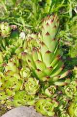 Fototapeta premium Sempervivum on a flower bed in the garden