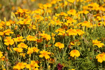 Fototapeta premium field, flower, yellow