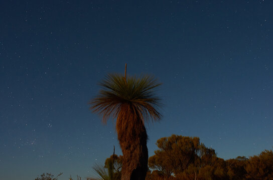 Balga or Grasstree Under Starry Skies