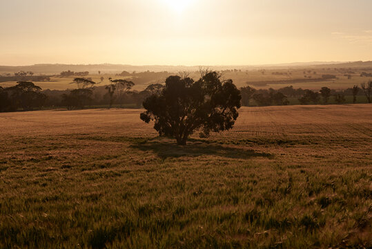 Tree silhouette in field of barley at sunset
