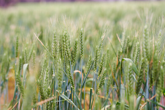 Green wheat crop closeup