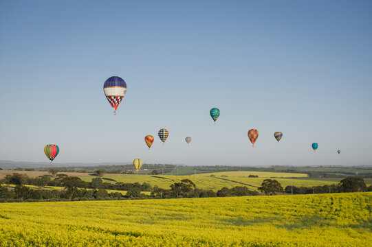 Hot air balloons over a flowering canola crop in the Avon Valley in Western Australia