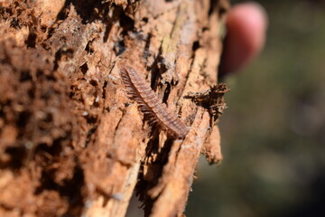 Flat-backed millipede (Polydesmus angustus) on wood of a dead tree