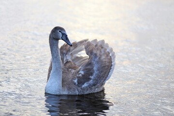 White swan in the water.