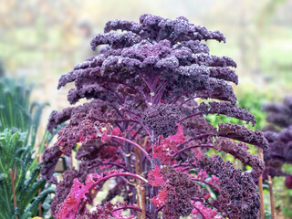 Purple red curly kale plant in allotment, after rain. Fresh veg.