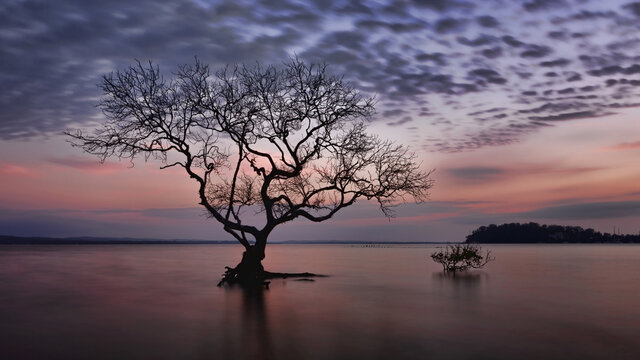 Silhouette of mangrove tree in shallow water during beautiful pastel sunrise