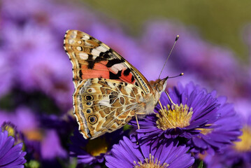 Ein Distelfalter (Schmetterling) in Nahaufnahme