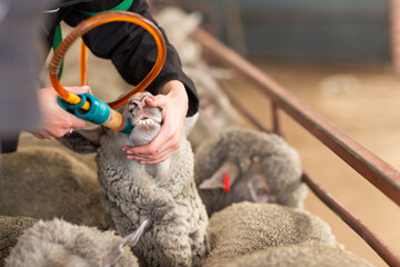 Close up view of drenching sheep