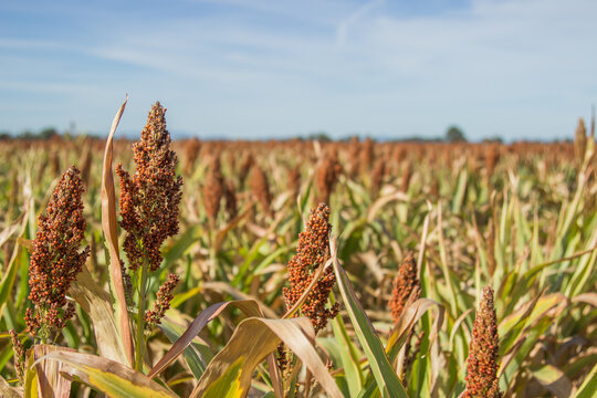 Close up of sorghum seed heads in a paddock