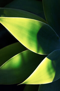 Abstract green agave leaf background