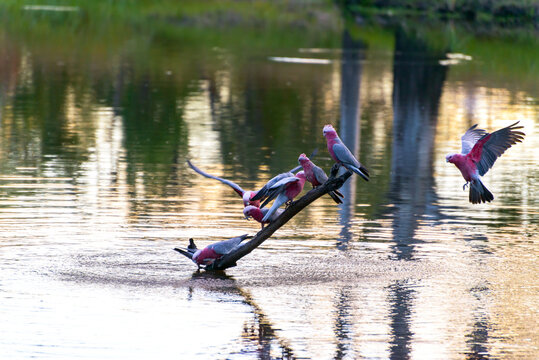 Galahs drinking, perching and flying to a branch in a river with ripples sunset coloured reflections