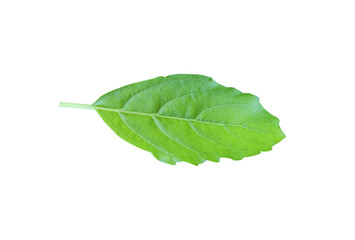 Basil leaves on a white background