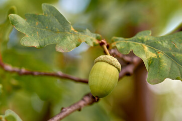acorns on the tree