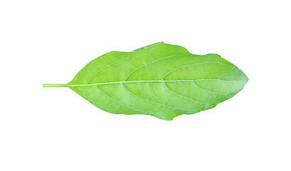 Basil leaves on a white background