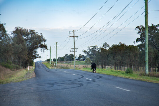 Black cow escaped from the paddock trotting down rural road