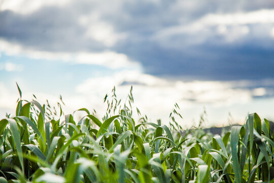 Close up of green oat crop in a farm paddock