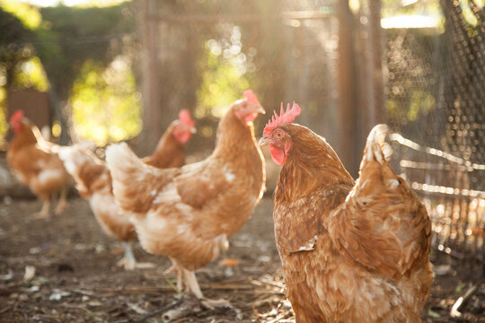 Isa brown hens in the chook yard on a farm