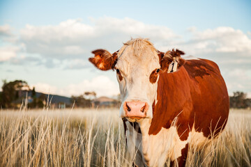 One cow close up in long grass of paddock on australian farm