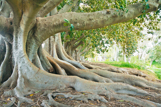 The roots and branches of a large Moreton Bay Fig tree