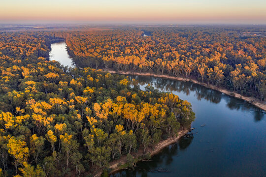 Aerial view of a bend in a river with gum trees lining the river banks.