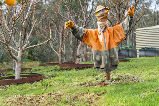 A home made scarecrow amongst garden fruit trees