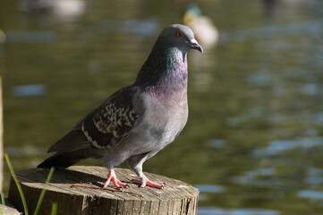 pigeon, bird, dove, animal, nature, feather