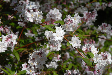 Deutzia x rosea, Yuki Cherry Blossom with bi-colored flowers, white on the inside, and pink on the outside