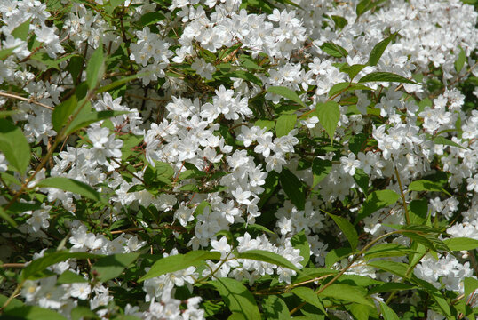Beautiful white flowers of Deutzia gracilis Nikko, also known as Slender Deutzia