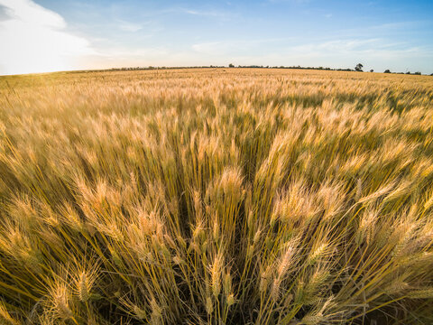 Looking down over the tops of a wheat crop at sunset
