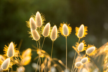 Close up of a bunch of bunny tail grass with back lighting