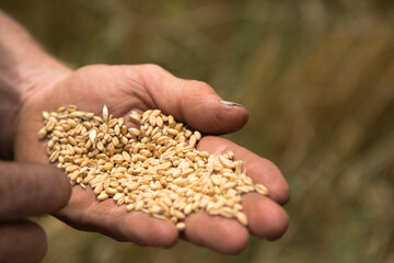 Farmer inspecting a sample of wheat seeds at harvest time