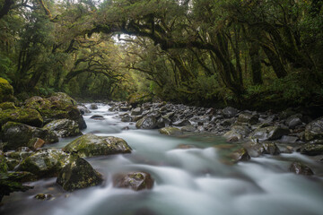 A stream flowing through a rainforest near Milford Sound, South Island, New Zealand. Lush green trees.